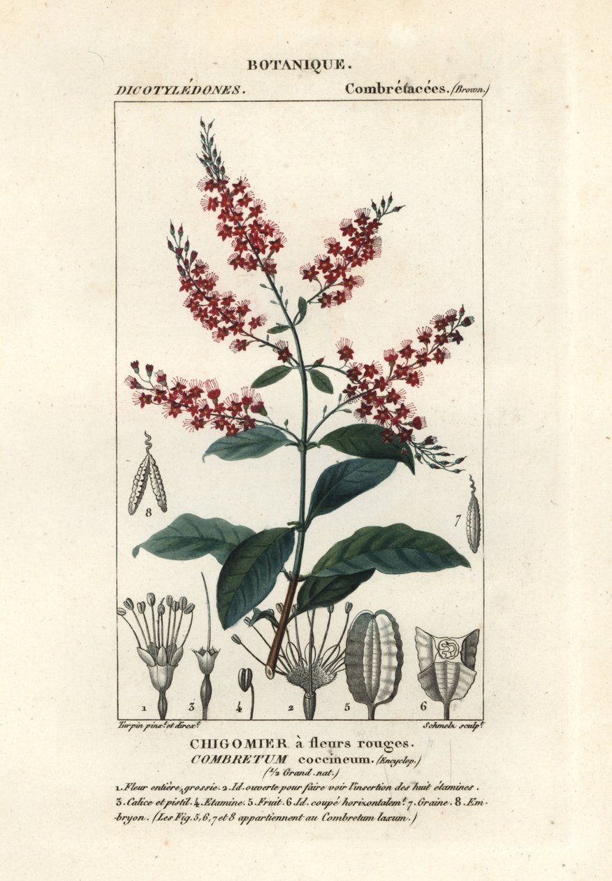 Buschweide, Combretum coccineum von Stanghi Stanghi