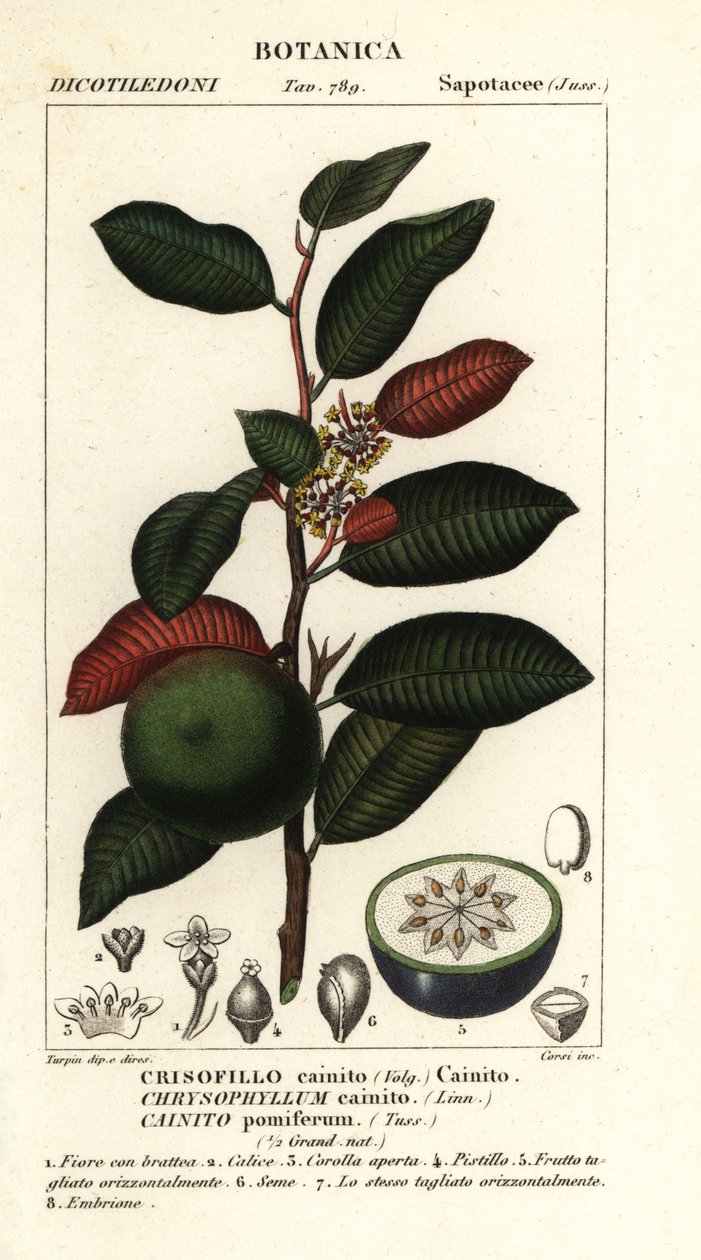 Cainito, Chrysophyllum cainito von Stanghi Stanghi