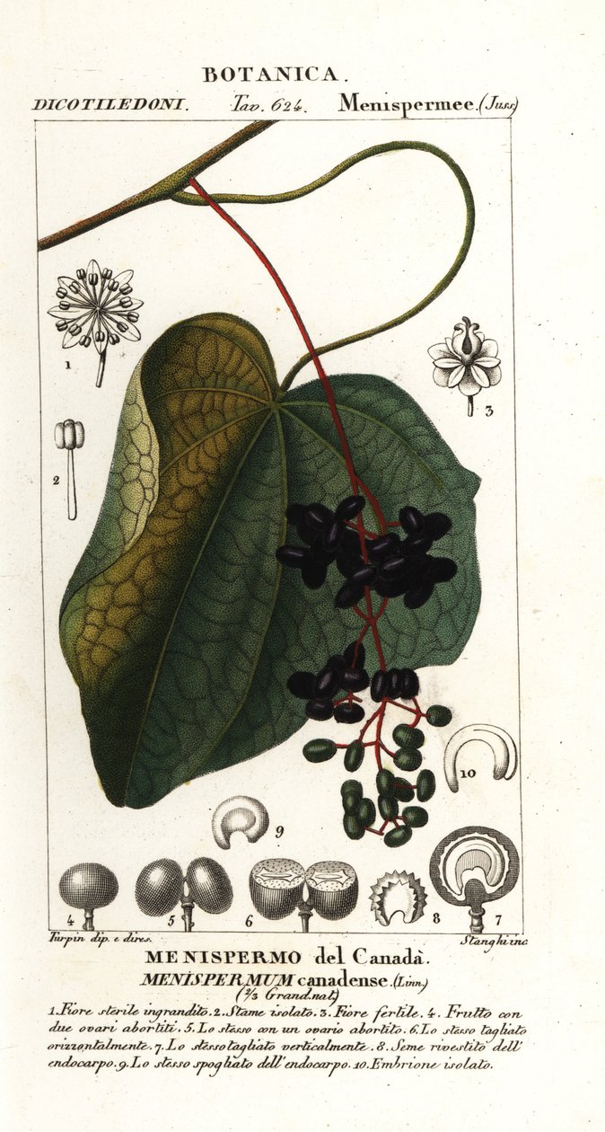 Kanadische Mondkern, Menispermum canadense von Stanghi Stanghi
