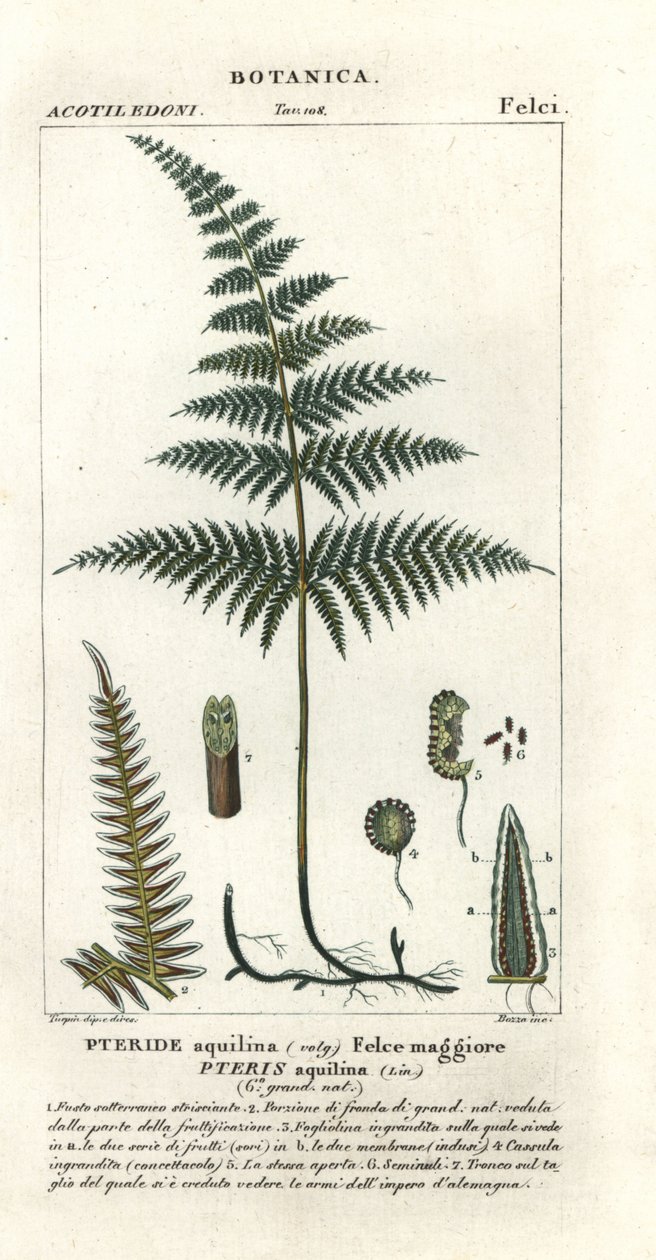 Gemeiner Adlerfarn, Pteridium aquilinum von Stanghi Stanghi