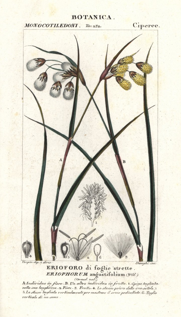 Wollgras, Eriophorum angustifolium von Stanghi Stanghi