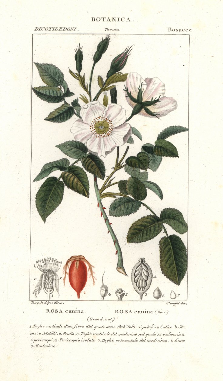 Hundsrose, Rosa canina von Stanghi Stanghi