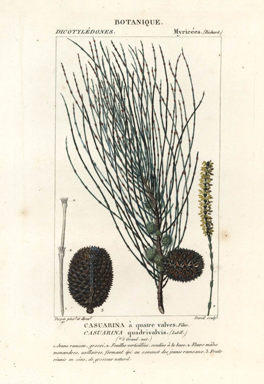 Hängende Schafgarbe, Allocasuarina verticillata von Stanghi Stanghi
