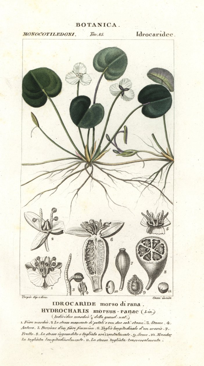 Froschbiss, Hydrocharis morsus-ranae von Stanghi Stanghi