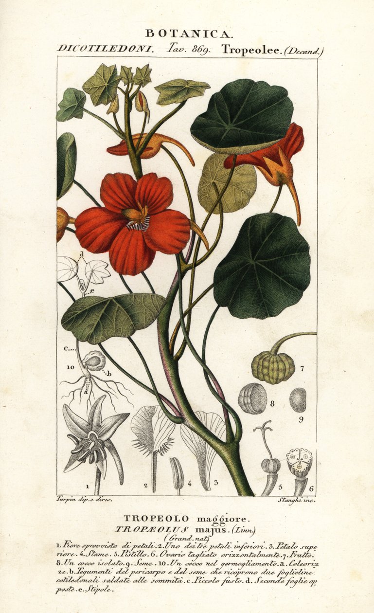 Kapuzinerkresse, Tropaeolum majus von Stanghi Stanghi