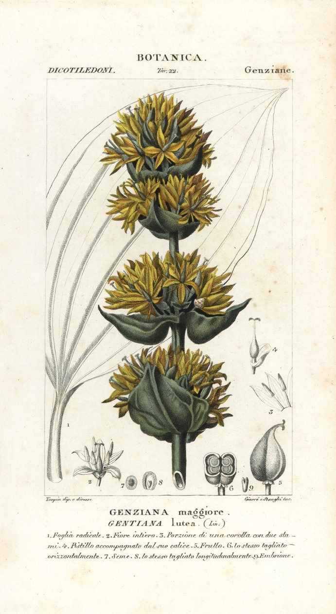 Großer Gelber Enzian, Gentiana lutea von Stanghi Stanghi
