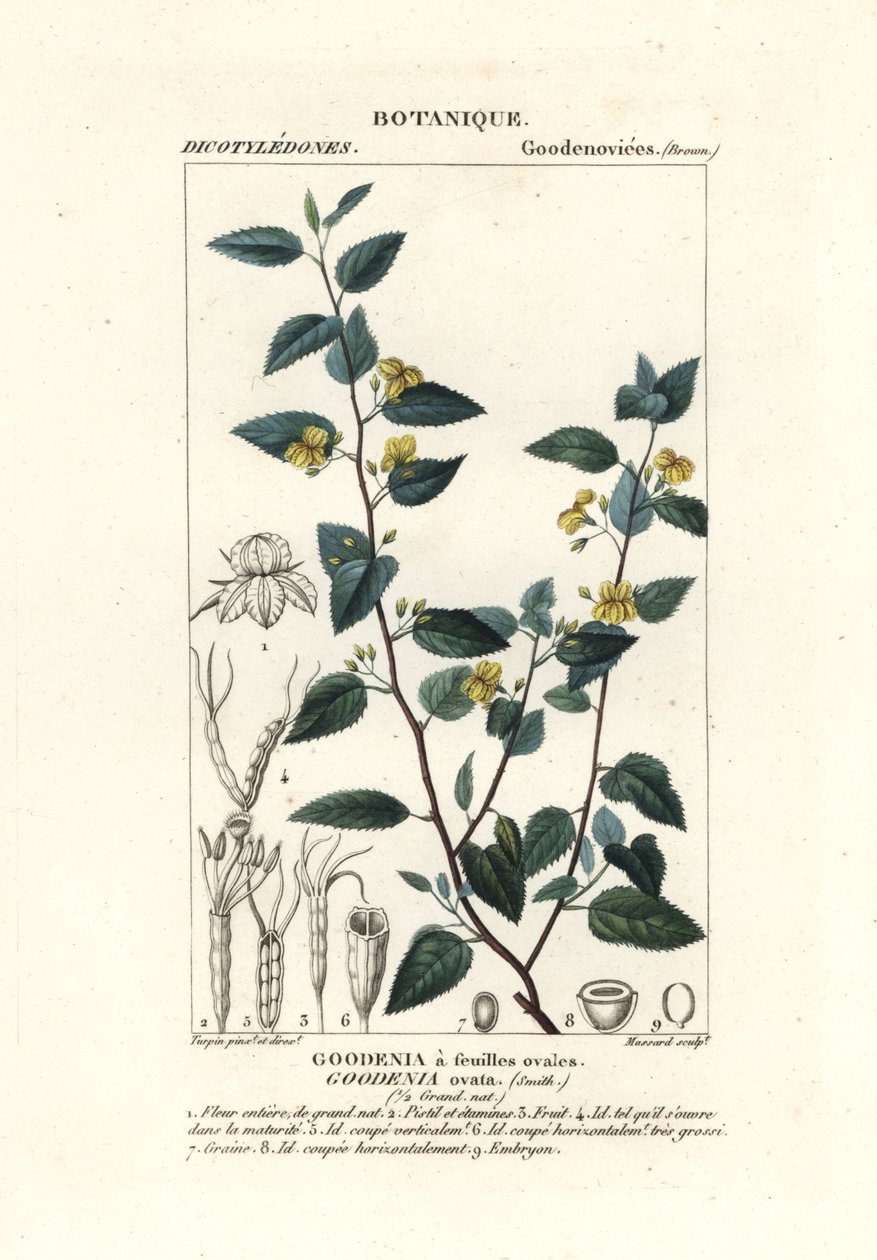 Hopfen-Goodenia, Goodenia ovata von Stanghi Stanghi