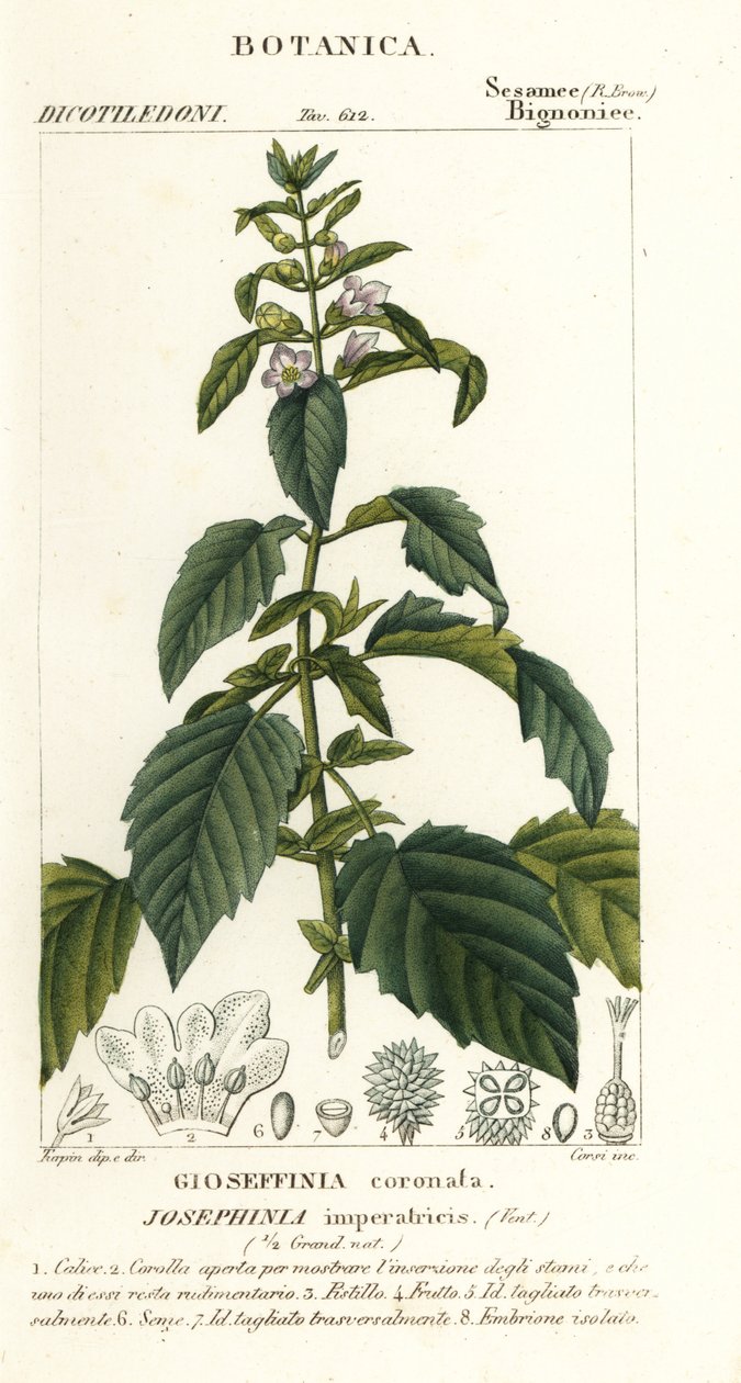 Josephinia imperatricis von Stanghi Stanghi