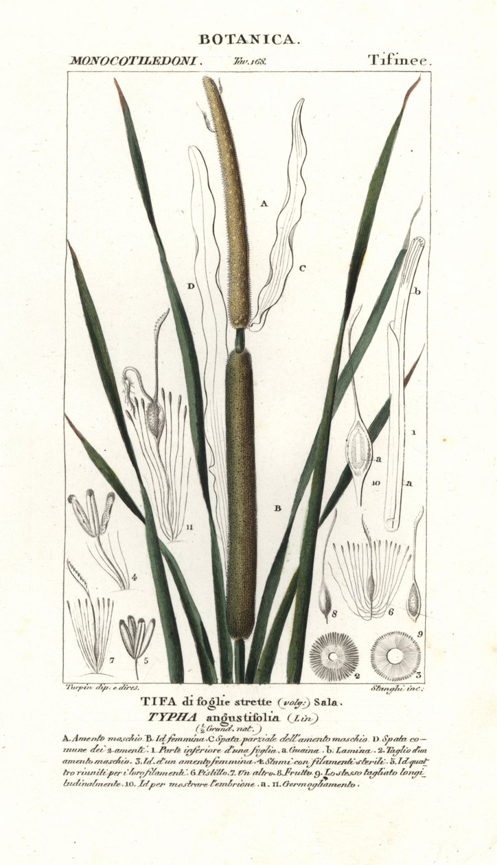 Schmalblättriger Rohrkolben, Typha angustifolia von Stanghi Stanghi