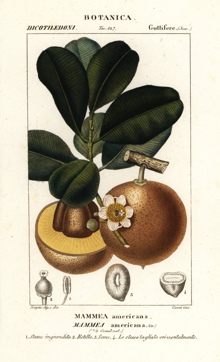 Mammee-Apfel, Mammea americana von Stanghi Stanghi
