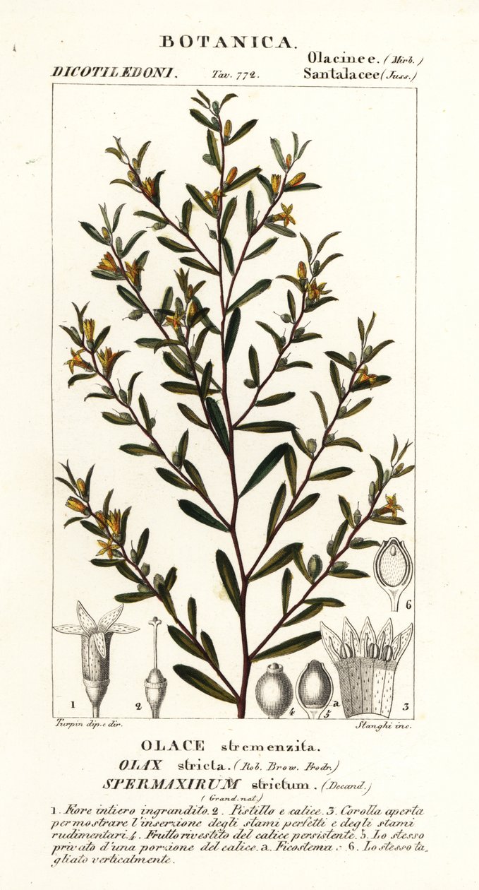 Olax stricta von Stanghi Stanghi