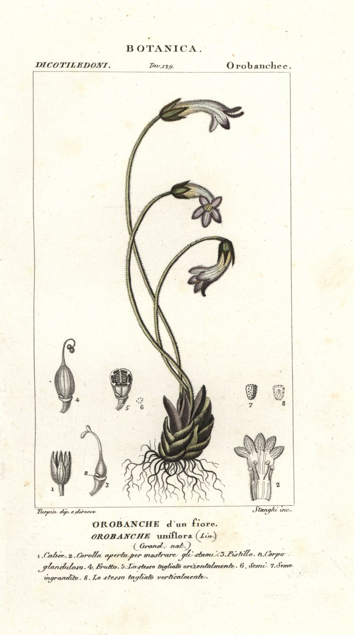 Einblütige Sommerwurz, Orobanche uniflora von Stanghi Stanghi
