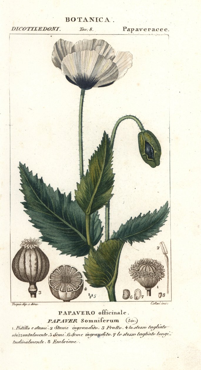Schlafmohn, Papaver somniferum, Papavero officinale von Stanghi Stanghi