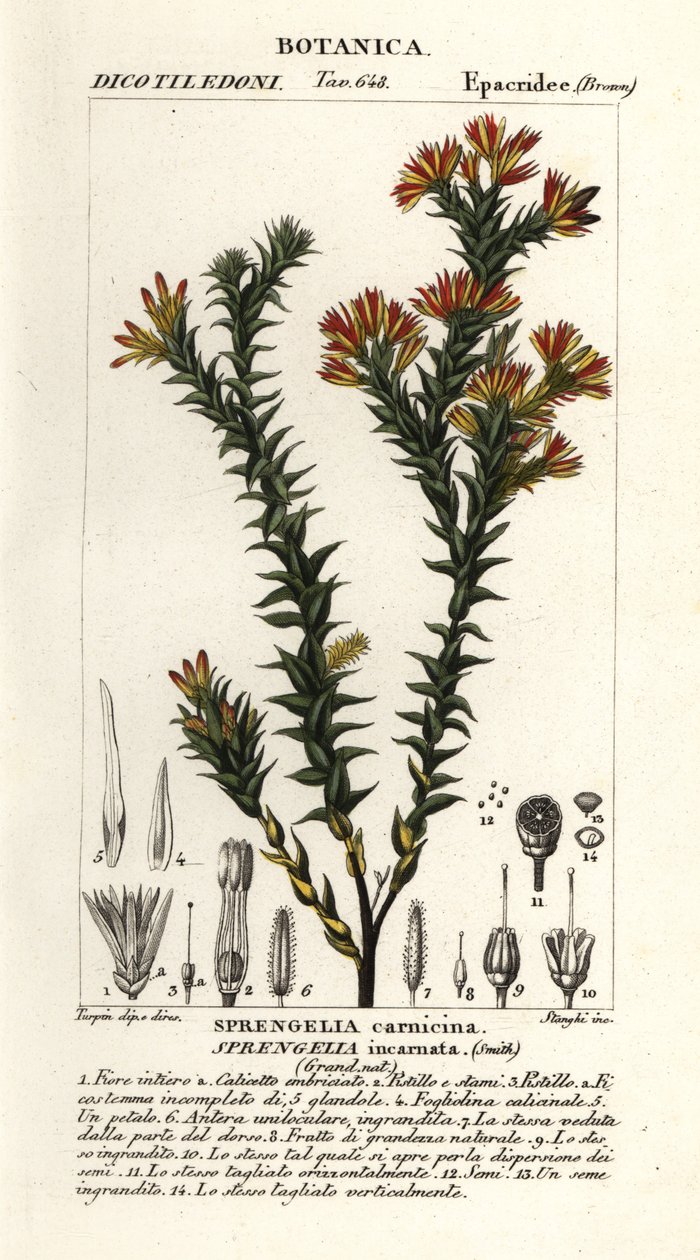 Rosa Sumpfheide, Sprengelia incarnata von Stanghi Stanghi