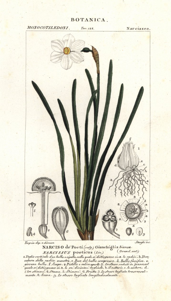 Dichter-Narzisse, Narcissus poeticus von Stanghi Stanghi