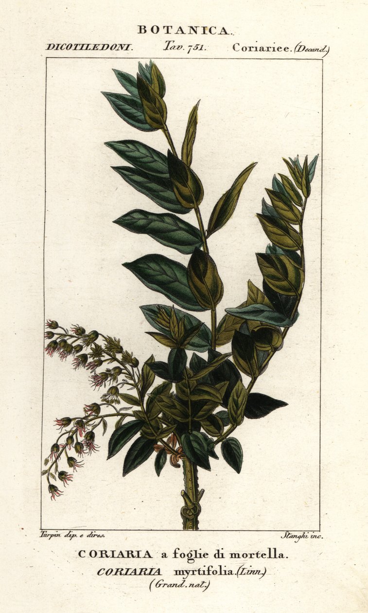 Redoul-Baum, Coriaria myrtifolia von Stanghi Stanghi