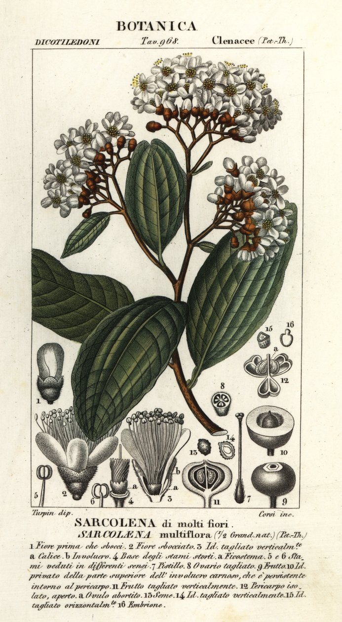 Sarcolaena multiflora von Stanghi Stanghi