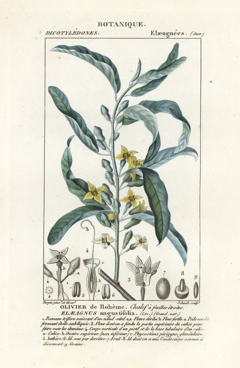 Schmalblättrige Ölweide, Elaeagnus angustifolia von Stanghi Stanghi