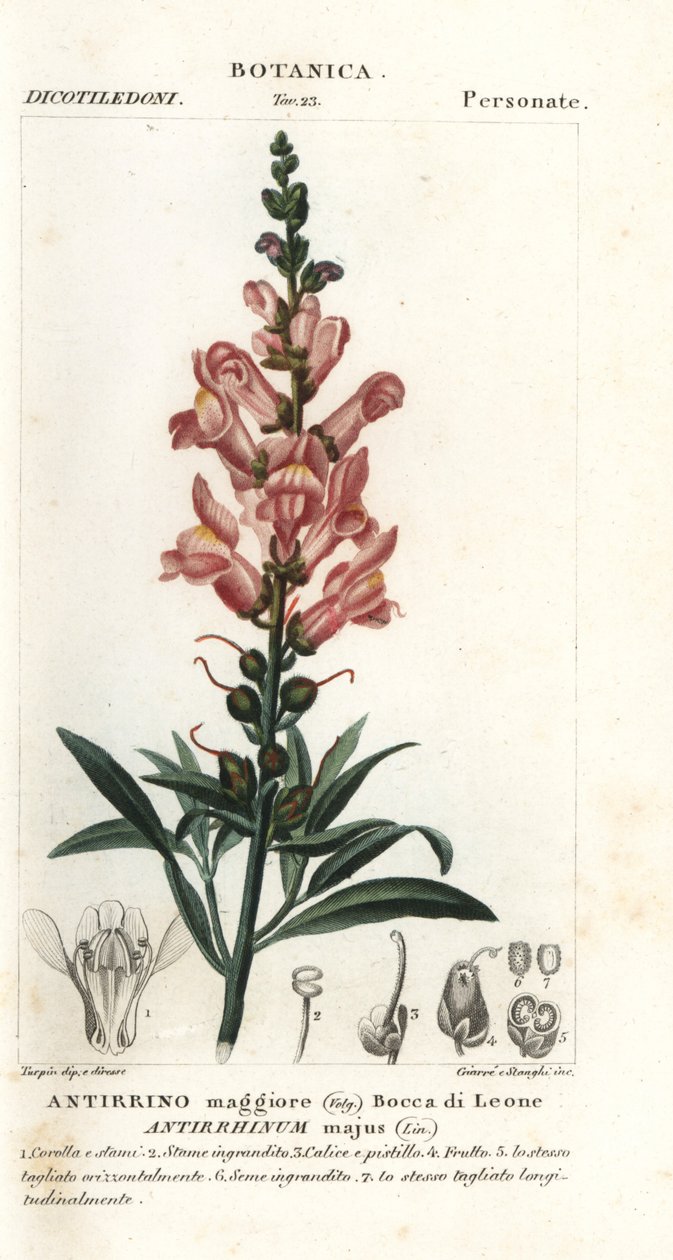 Löwenmaul, Antirrhinum majus von Stanghi Stanghi