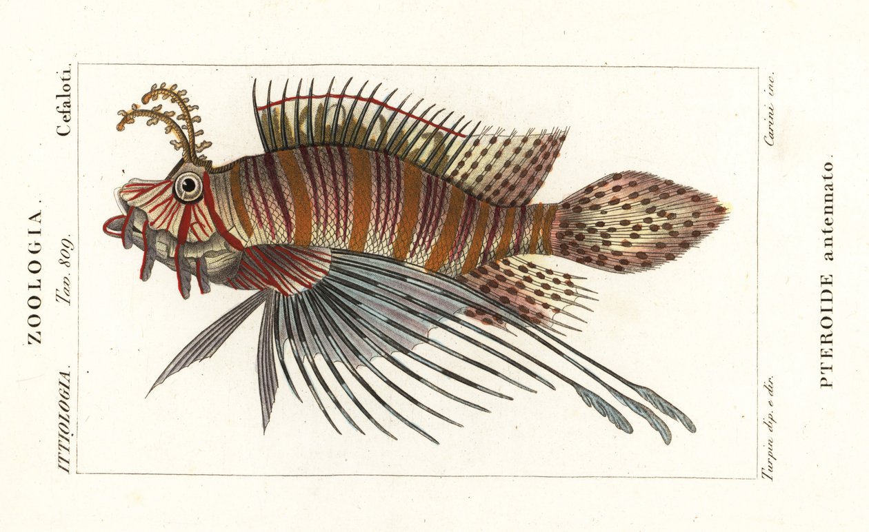 Fahnenbarsch, Pterois antennata von Stanghi Stanghi