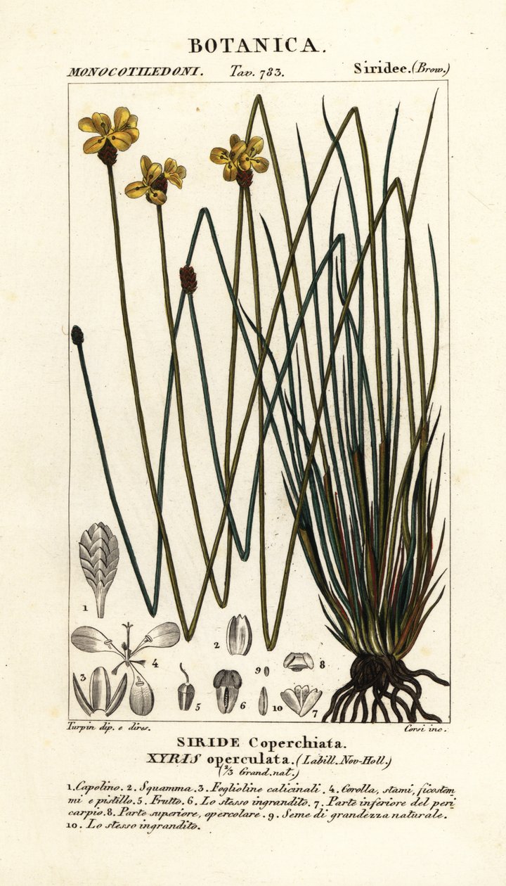 Hohe gelbe Augenblume, Xyris operculata von Stanghi Stanghi