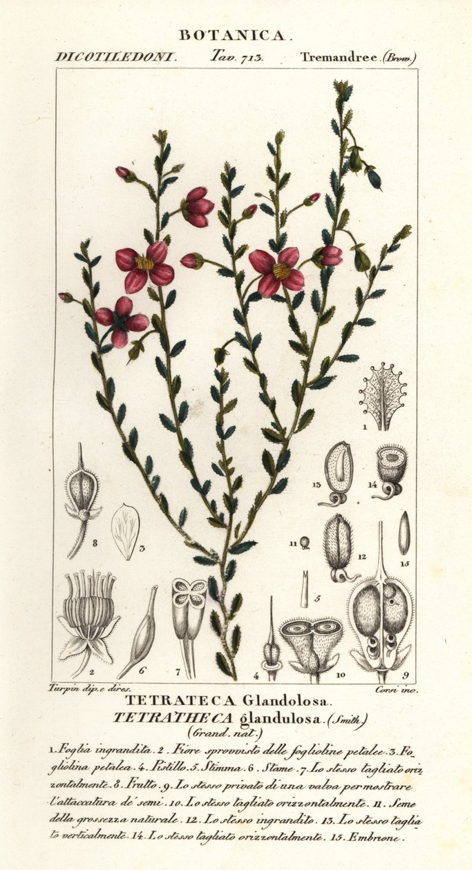 Tetratheca glandulosa von Stanghi Stanghi