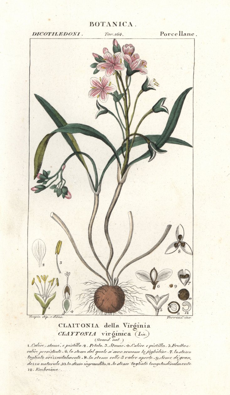 Virginia-Frühlingsschönheit, Claytonia virginica von Stanghi Stanghi