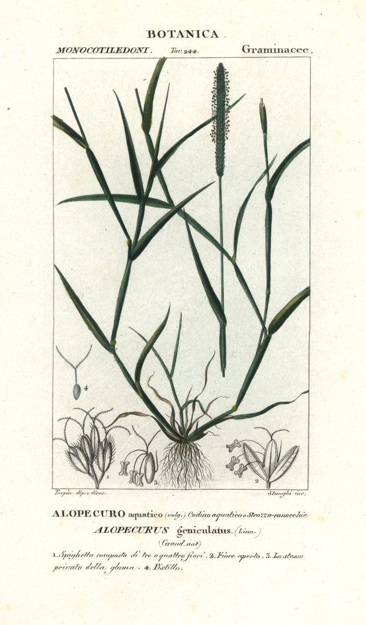 Wasser-Fuchsschwanz, Alopecurus geniculatus von Stanghi Stanghi