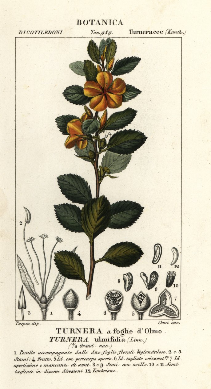 Gelber Alder, Turnera ulmifolia von Stanghi Stanghi