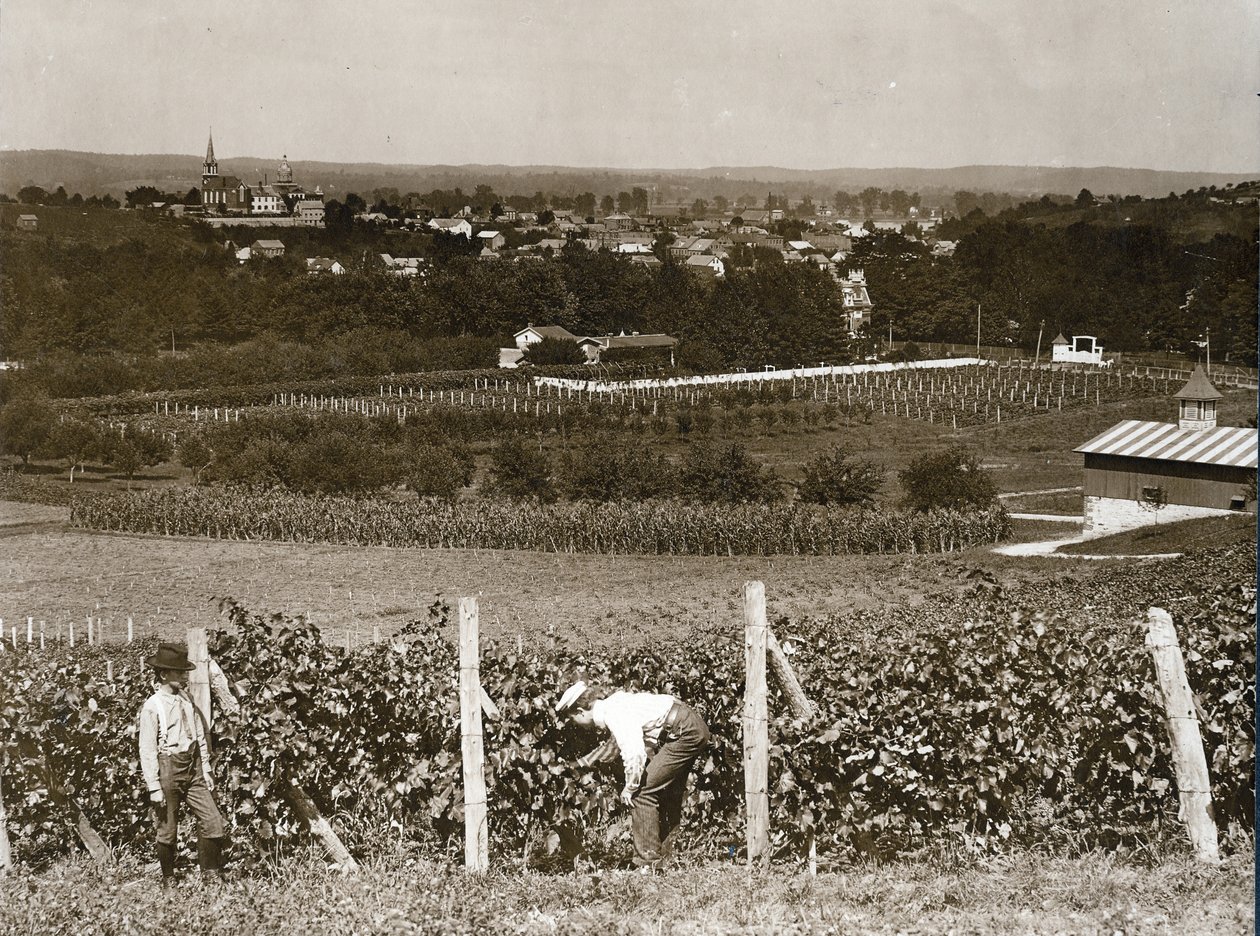 Blick über Weinberge in Hermann, Missouri von George Stark