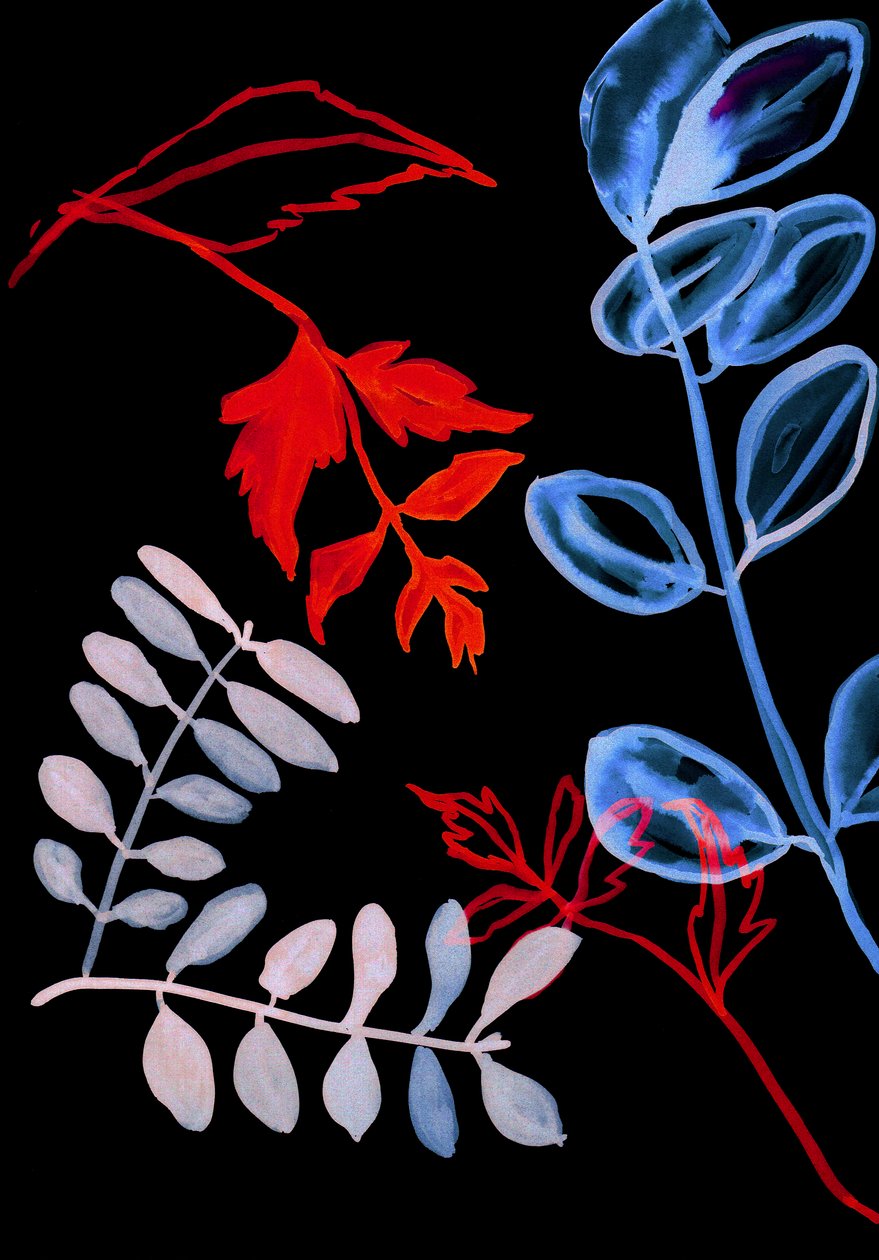 Nachtflora IV von Stephen Dow