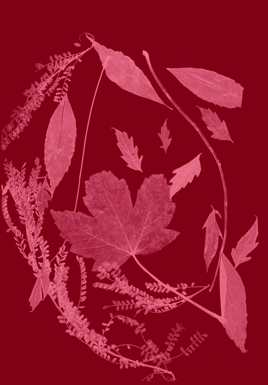 Rotes Laub von Stephen Dow