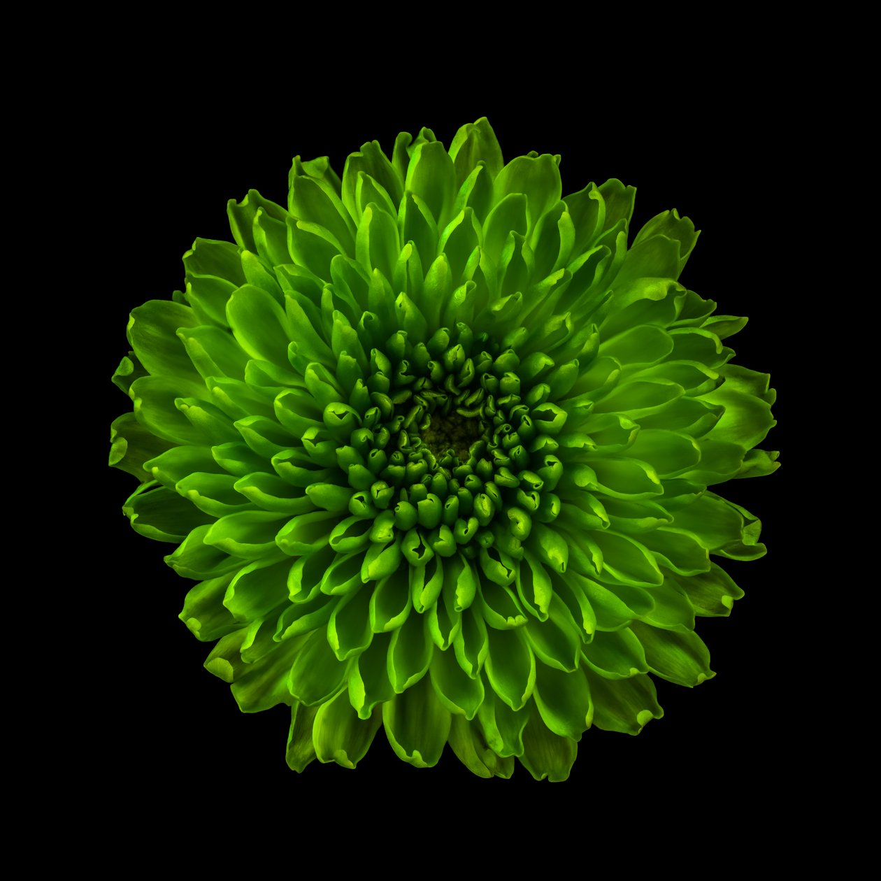 Chrysantheme Nr. 01, 2020 von Steve Gallagher