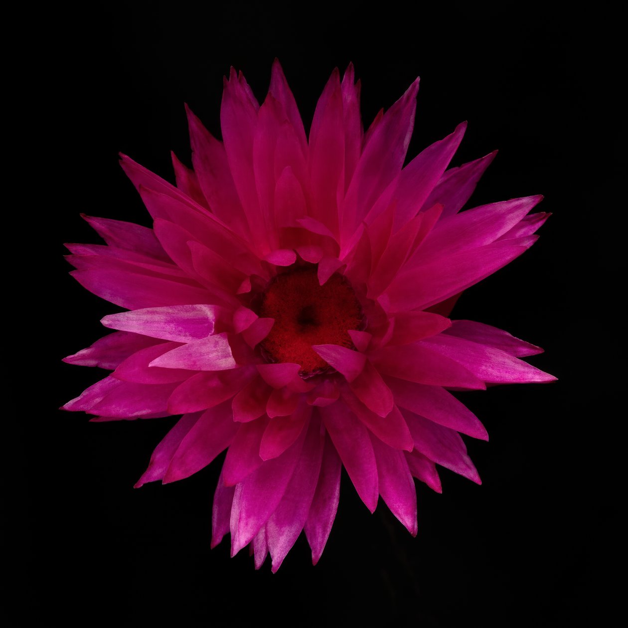 Getrocknete Dahlie Nr. 01 von Steve Gallagher