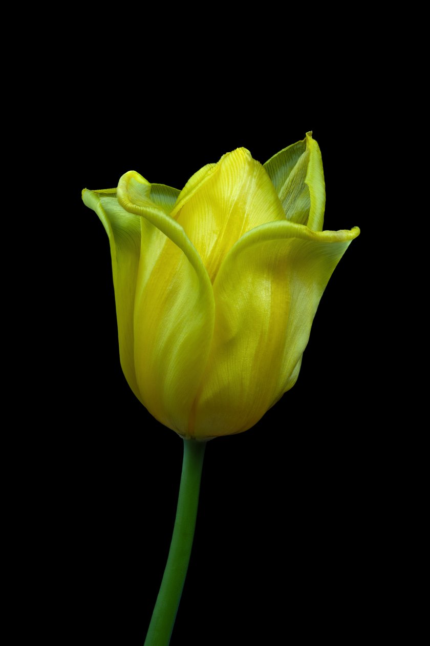 Gelbe Tulpe Nr. 02, 2021 von Steve Gallagher