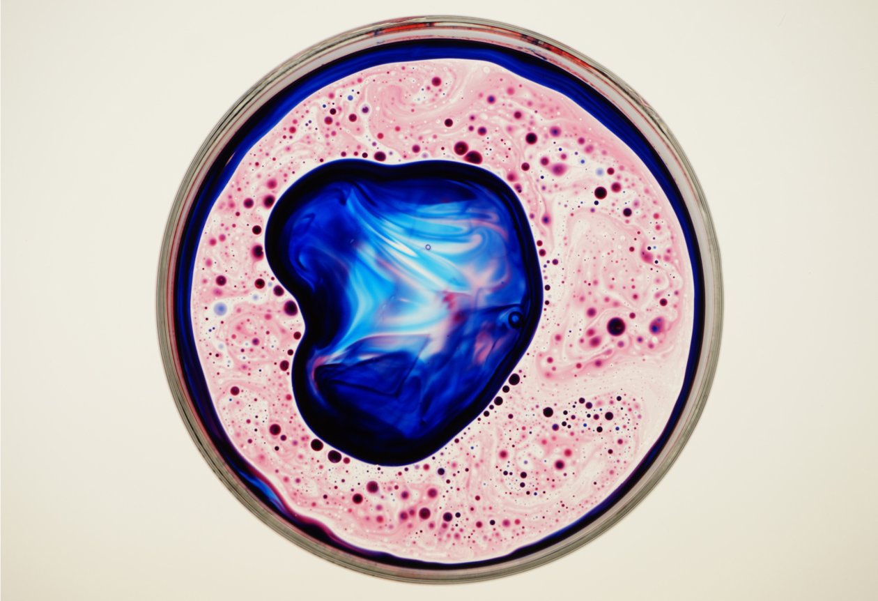 Petrischale, 2024 von Steve Pavlovsky