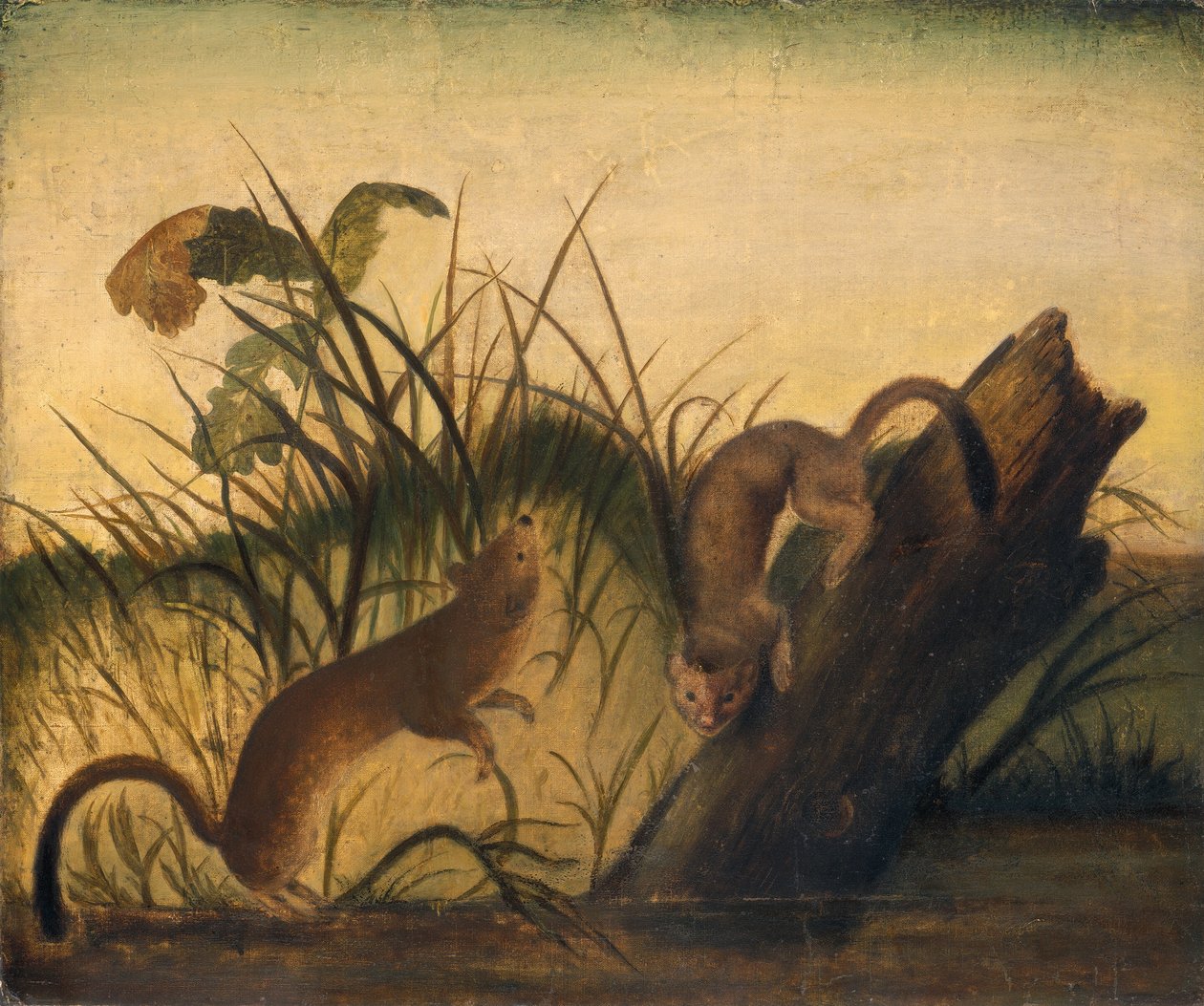 Langschwanzwiesel von Studio of John James Audubon