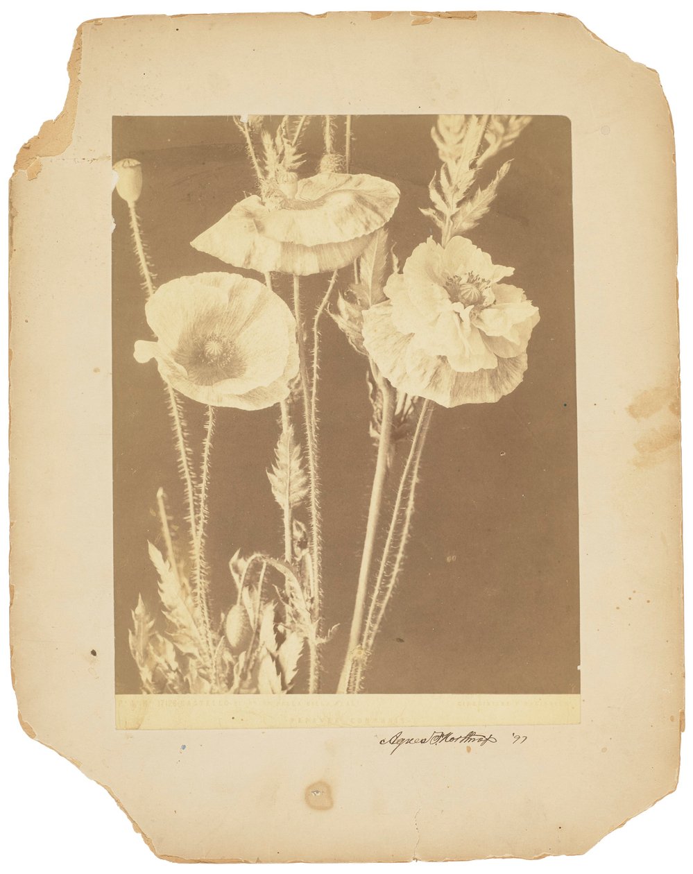 Mohnblumen, ca. 1898-1920 (s/w Foto) von Studios Tiffany