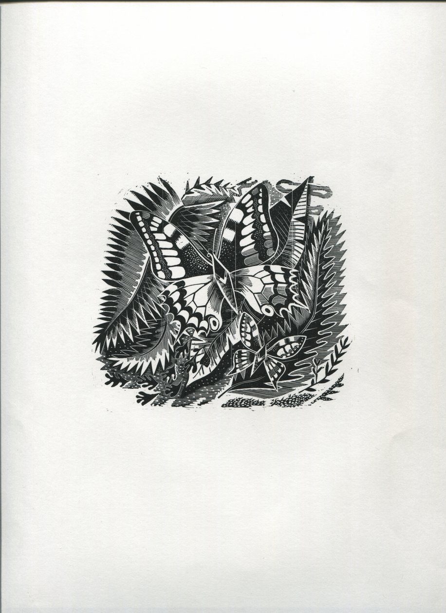 Tropische Schmetterlinge von Suzanne Cooper