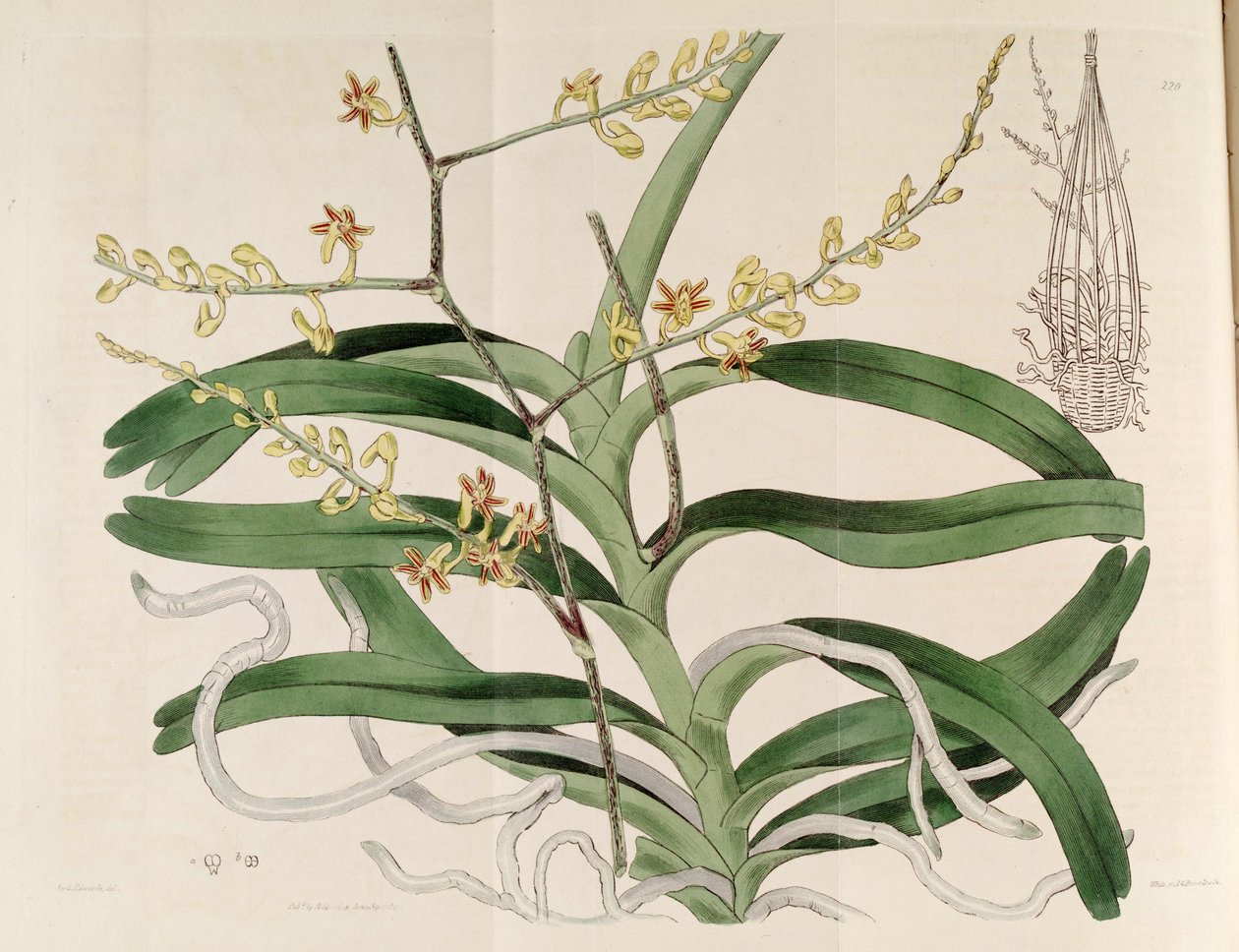 Illustration von Cleisostoma paniculatum (als syn. Aerides paniculata) von Sydenham Teast Edwards