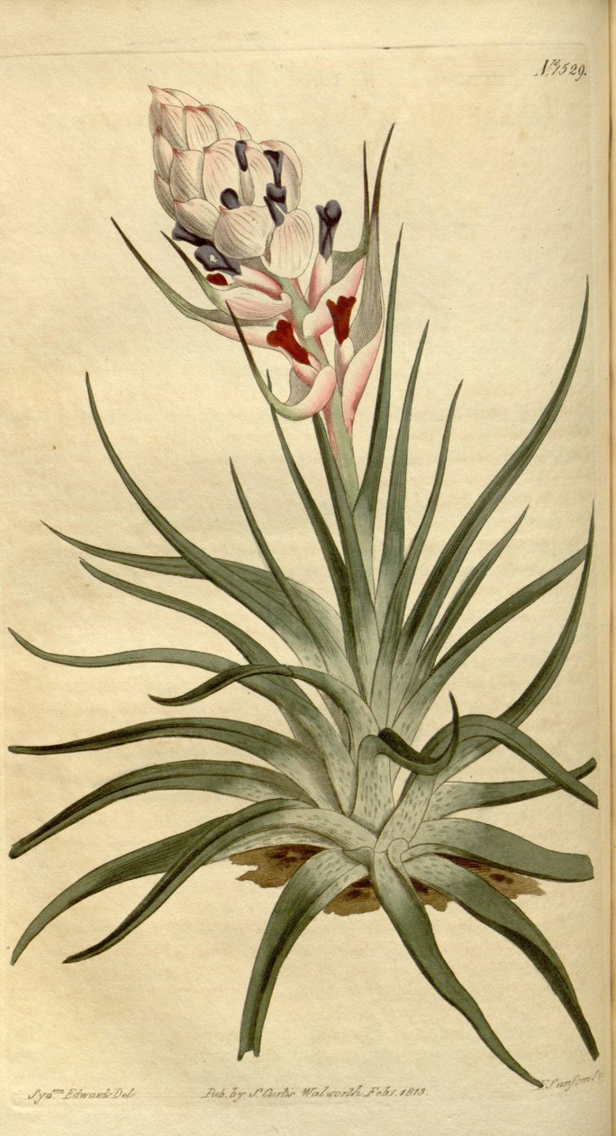 Illustration von Tillandsia stricta von Sydenham Teast Edwards