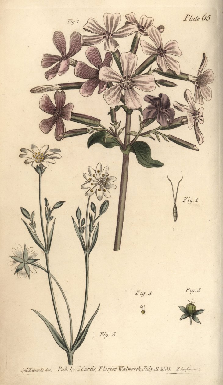 Seifenkraut, Saponaria officinalis von Sydenham Teast Edwards