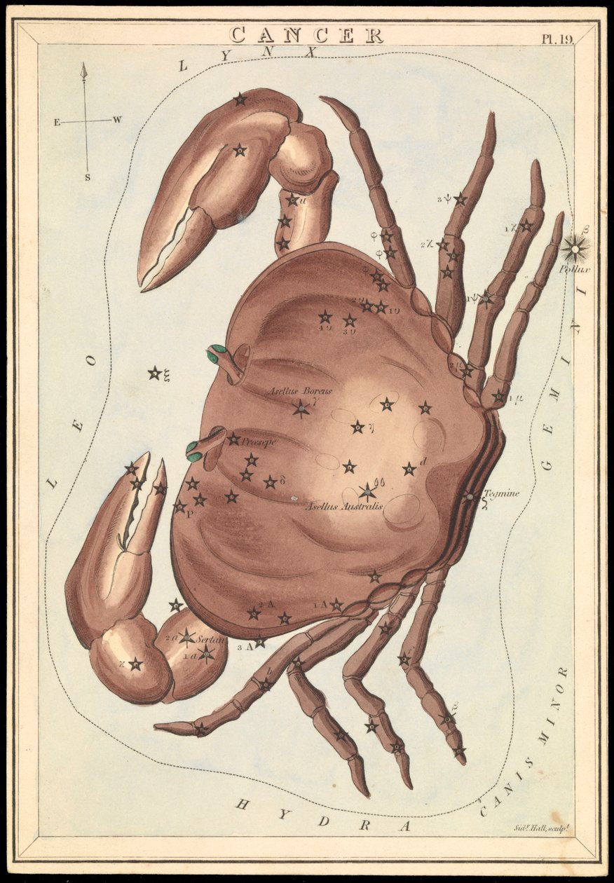 Krebs, ca. 1825 von Sydney Hall