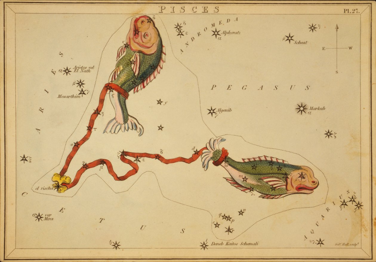 Fische, Illustration aus 