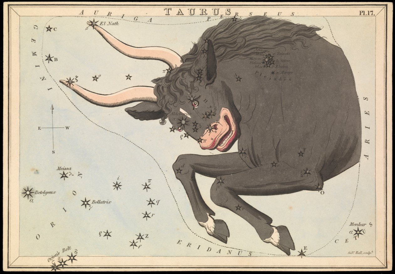 Stier, ca. 1825 von Sydney Hall