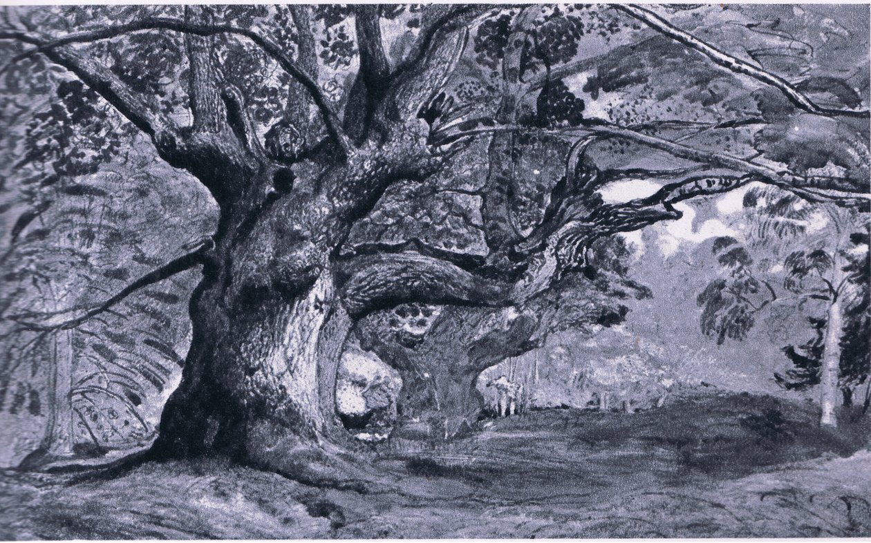 Die Panshanger-Eiche, Hertfordshire, Natur in Großbritannien, veröffentlicht von Collins, 1946 von T. Medland