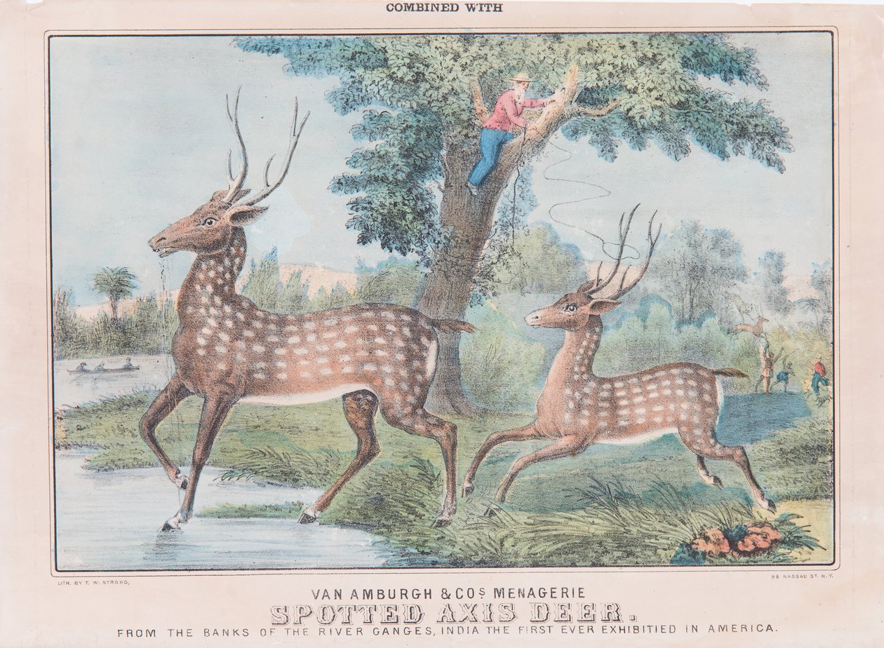 Gefleckter Achsenhirsch von T. W. Strong