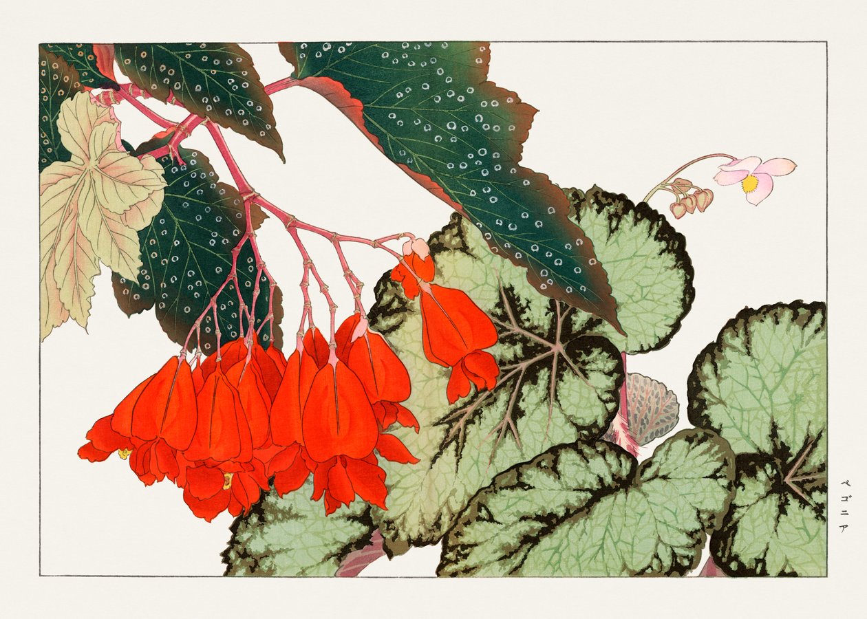 Cracklin Rosie Begonienblume aus "Seiyou Sokazufu" von Tanigami Konan