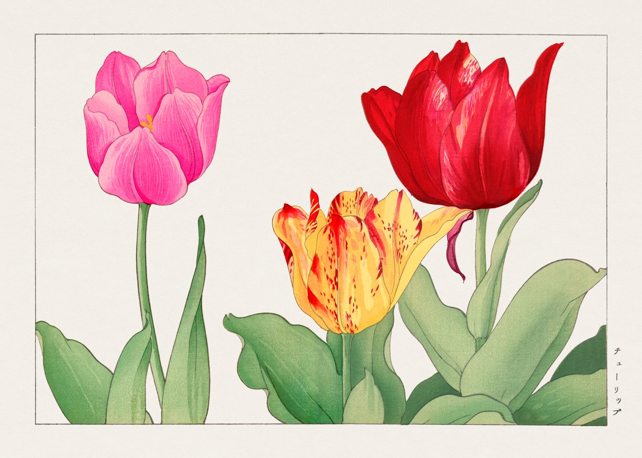 Tulpe aus "Seiyou Sokazufu" von Tanigami Konan