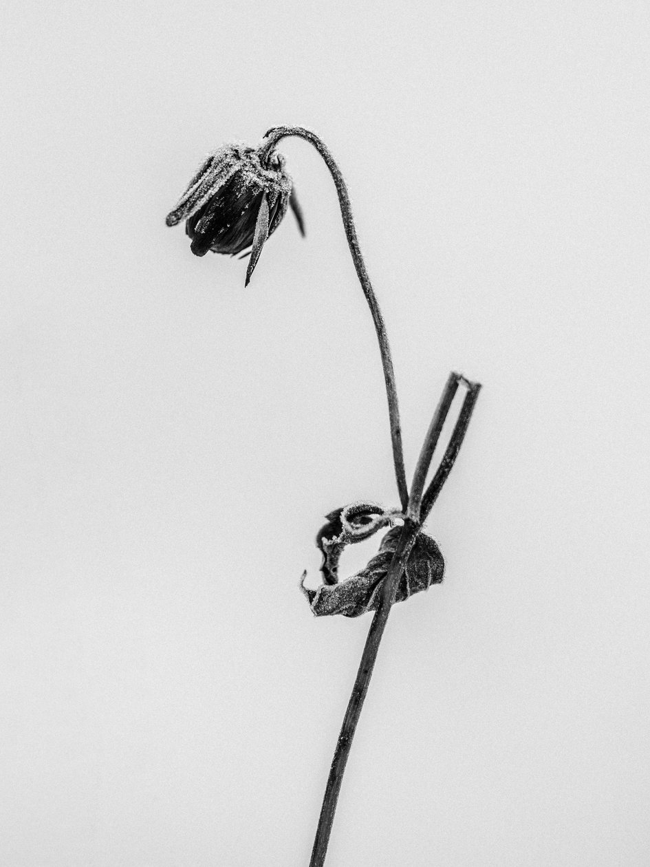 Mitten in den Blumen 12, 2021 von Teis Albers